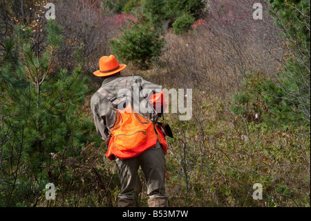 Hunting woodcock and grouse or partridge in fall cover in New Brunswick Canada Stock Photo