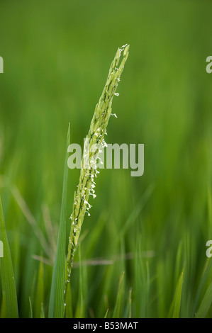 Oryza sativa. Rice plant flowers on the plant in a paddy field. Andhra Pradesh, India Stock Photo