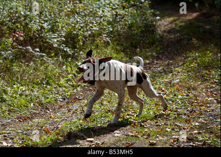 Grouse hunting in New Brunswick during the fall or autumn Stock Photo