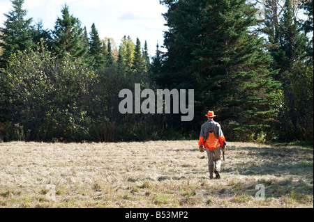 Hunting woodcock and grouse or partridge in fall cover in New Brunswick Canada Stock Photo