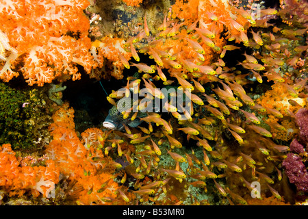 Clown sweetlips, Plectorhinchus chaetodonoides, with yellow glassy sweepers, Parapriacanthus ransonneti, Komodo, Indonesia. Stock Photo