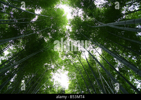 Inside a Japanese bamboo forest, looking up towards the sky peeking through the dense foliage Stock Photo