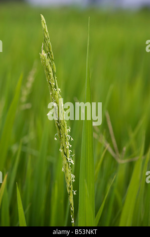 Oryza sativa. Rice plant flowers on the plant in a paddy field. Andhra Pradesh, India Stock Photo