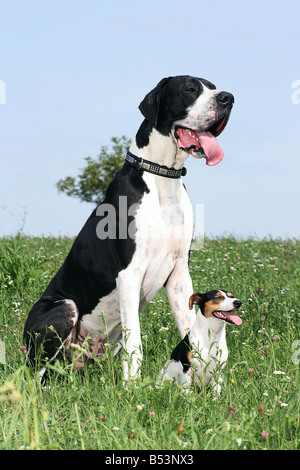 Great Dane and Jack Russell Terrier. Two adult dogs sitting on a meadow Stock Photo