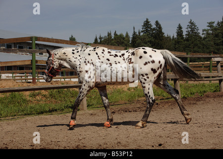 domestic horse Knabstrupper Equus przewalskii f caballus stallion trot Stock Photo