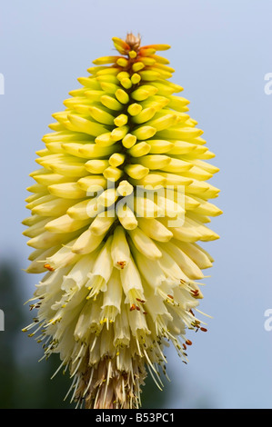 KNIPHOFIA ICE QUEEN RED HOT POKER Stock Photo