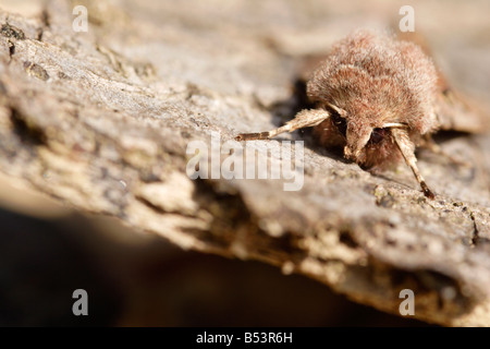 Hebrew Character moth (Orthosia gothica) on bark, England, UK Stock Photo