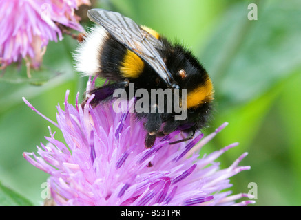 Bumble bee (Bombus sp.) with large parasitic mite attached feeding from purple flower. Stock Photo