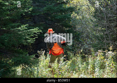 Hunting woodcock and grouse or partridge in fall cover in New Brunswick Canada Stock Photo