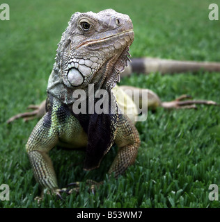 Iguana in the green grass Stock Photo