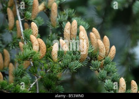Young Pine tree cones Stock Photo