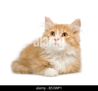 Siberian cat 12 weeks in front of a white background Stock Photo