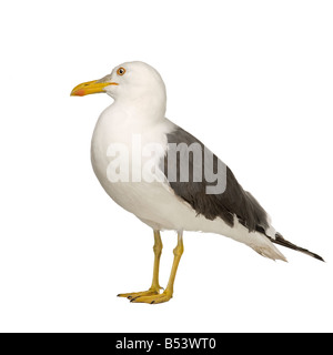 Herring Gull Larus argentatus 3 years in front of a white background Stock Photo