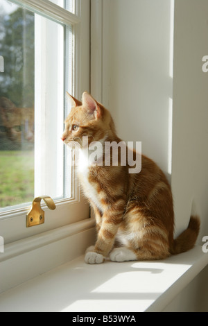 Ginger tabby kitten looking out of window Stock Photo