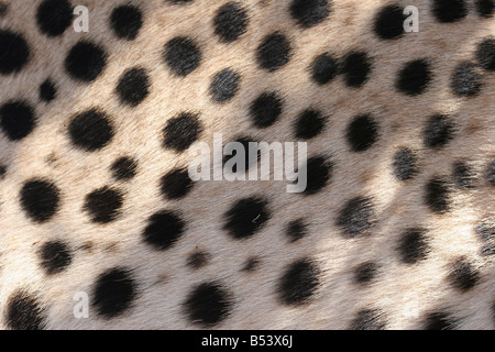 close-up cheetah skin Stock Photo