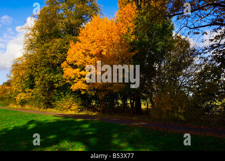 ACER CAMPESTRE FIELD MAPLE Stock Photo