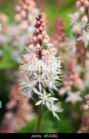 TIARELLA SPRING SYMPHONY FOAM FLOWER Stock Photo