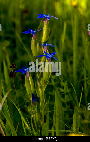 Bladder Gentian Gentiana utriculosa in alpine grassland in Piatra Craiulu Mountains National Park Romania Stock Photo