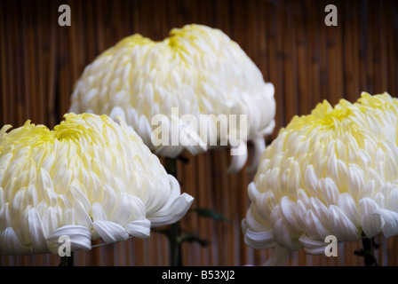 Japan National Chrysanthemum Display,  2008 Stock Photo