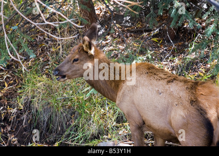 Portrait of an Elk Calf Stock Photo