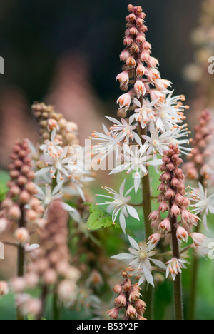 TIARELLA SPRING SYMPHONY FOAM FLOWER Stock Photo