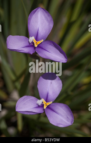 West Australian wildflower Purple Flag Pattersonia occidentalis Stock Photo