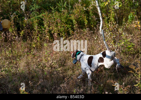 Grouse hunting in New Brunswick during the fall or autumn Stock Photo