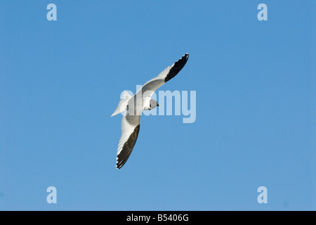 Sabine's gull - flying / Xema sabini Stock Photo