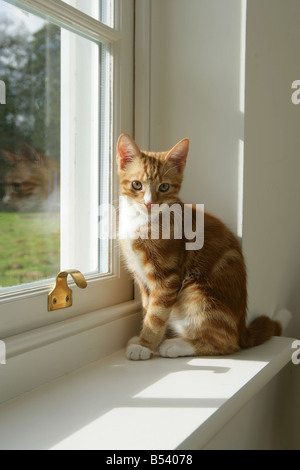Ginger tabby kitten looking to camera Stock Photo