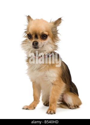 long haired chihuahua 2 years in front of a white background Stock Photo