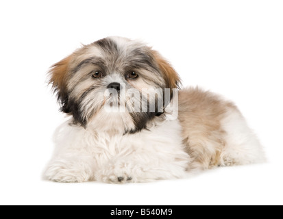 Shih Tzu 4 months in front of a white background Stock Photo