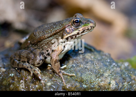 Marsh Frog/Lake Frog/Laughing Frog, Rana ridibunda/Pelophylax ridibundus Stock Photo