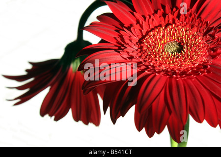 A still life with two red gerbera flowers, in natural lighting. Stock Photo