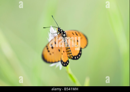 Acraea terpsicore. Tawny Coster butterfly in the indian countryside. Andhra Pradesh, India Stock Photo