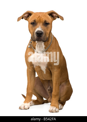 American Staffordshire terrier in front of a white background Stock Photo
