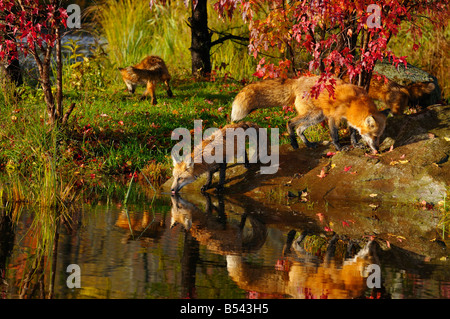 Mother with weaned Red Fox kits drinking at rivers edge reflected in water in the Fall with red maple trees Miinnesota Stock Photo