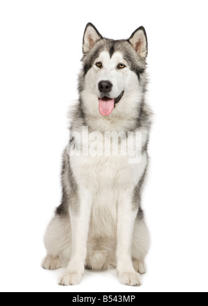 Alaskan Malamute in front of a white background Stock Photo