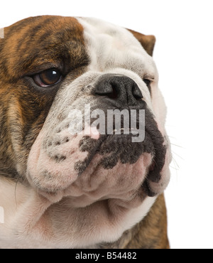 english Bulldog 6 months in front of a white background