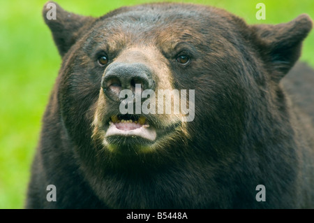 Black bear Urus americanus North America Stock Photo