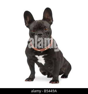 french Bulldog in front of a white background Stock Photo