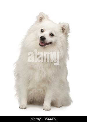 Keeshond 10 months in front of a white background Stock Photo