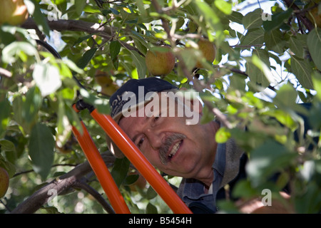 Worker Prunes Trees in Apple Orchard Stock Photo