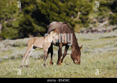 Mustang Horse Equus caballus mare and colt Pryor Mountain Wild Horse Range Montana USA Stock Photo