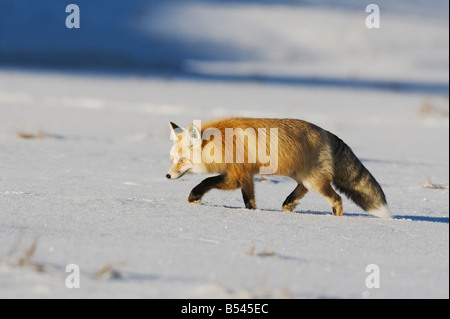 Red Fox Vulpes vulpes adult walking Yellowstone National Park Wyoming USA Stock Photo