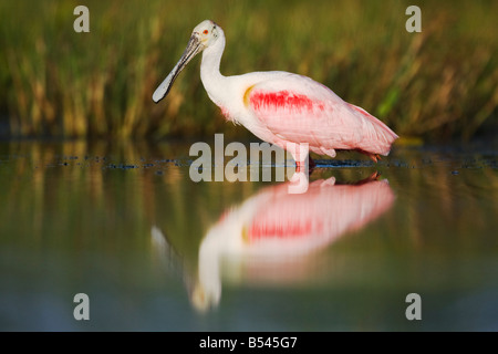 Roseate Spoonbill Ajaia ajaja adult Sinton Corpus Christi Coastal Bend Texas USA Stock Photo