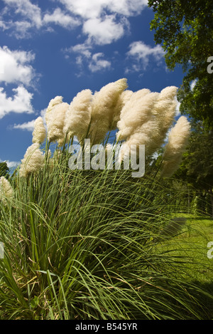 Papas grass flowing in the wind at Palma Sola Botanical Gardens in Bradenton Florida Stock Photo