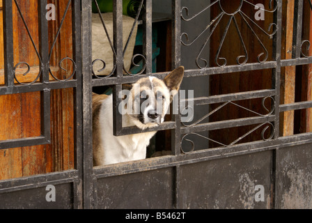 Dog looking out through a barred gate of a house in the village of Ataco in western El Salvador, Central America Stock Photo