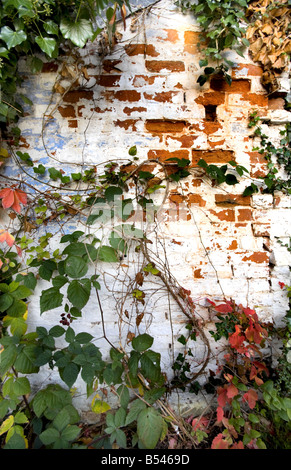 Vine Leaves on Old Brick Wall