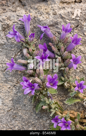 An endemic greek bellflower Campanula topaliana ssp topaliana at Corinth south Greece Stock Photo