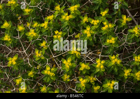 Greek spiny spurge Euphorbia acanthothamnos well adapted to grazing animals Mani Greece Stock Photo